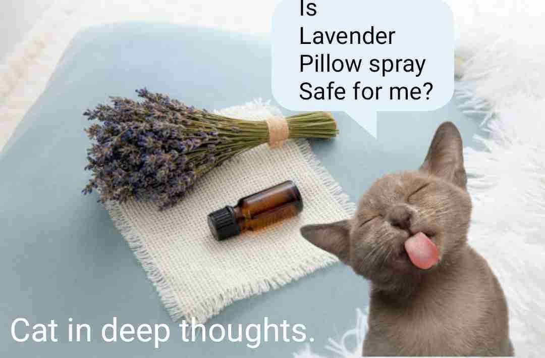 Is Lavender Pillow Spray Safe For Cats