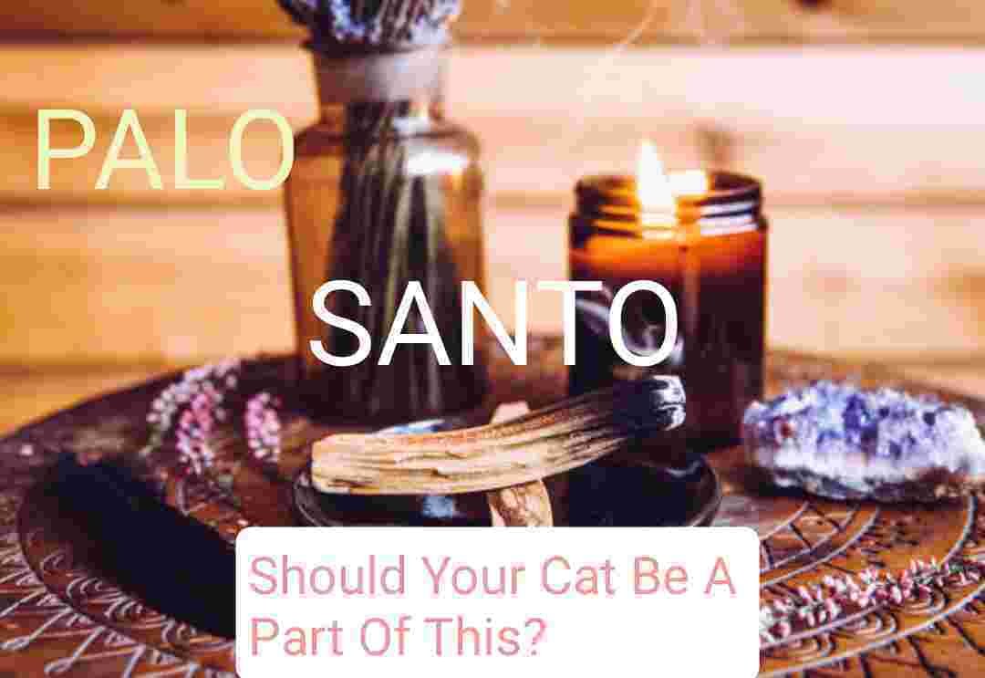 Is Palo Santo Toxic to Cats?