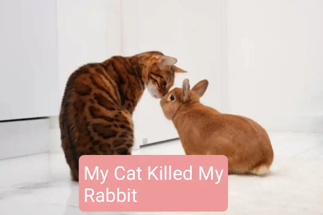 My Cat Killed My Rabbit