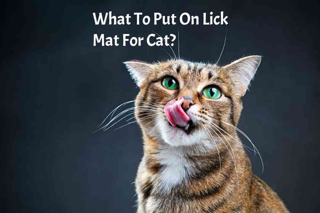 What To Put On Lick Mat For Cat? Best Lick Smacking recipes – Sheraton  Luxuries