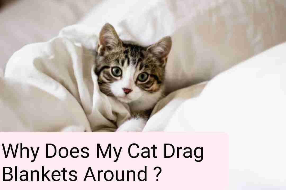 Why Does My Cat Drag Blankets Around? 6 Reasons You Should Know All