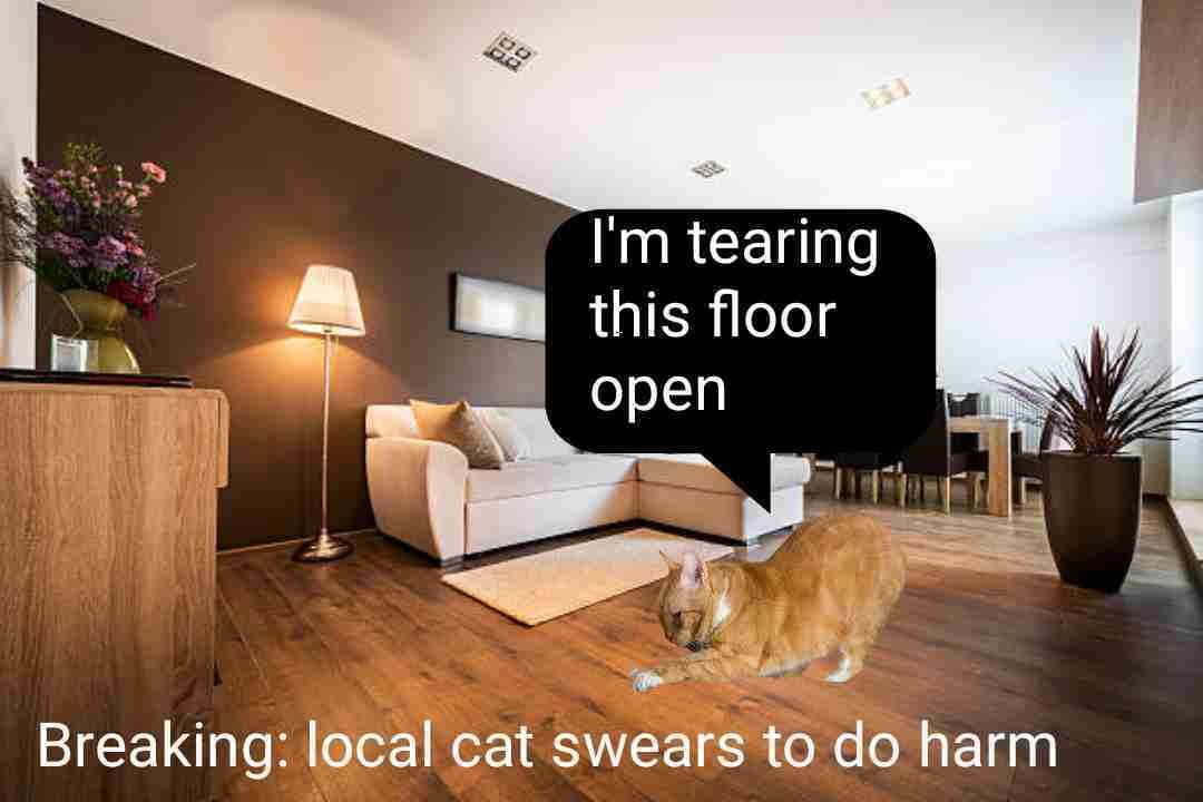 Will Cats Scratch Hardwood Floors?