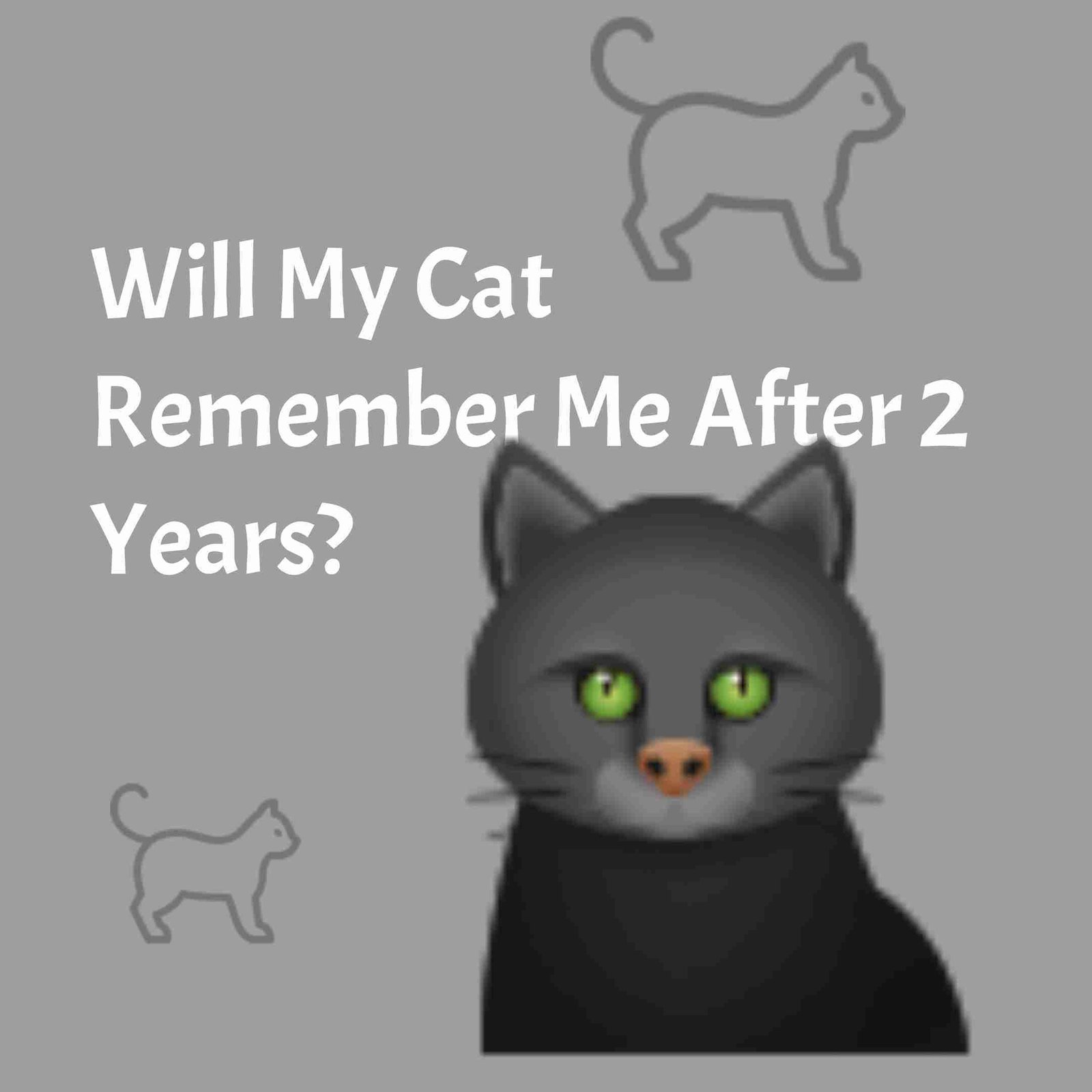 Will My Cat Remember Me After 2 Years