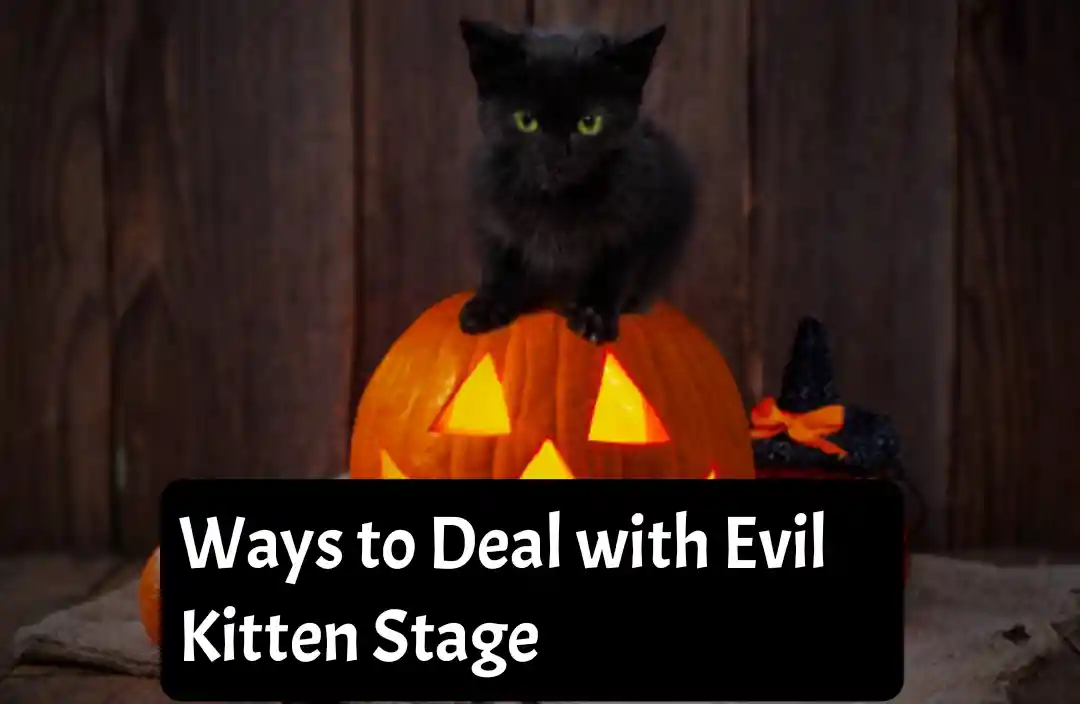 Evil kitten