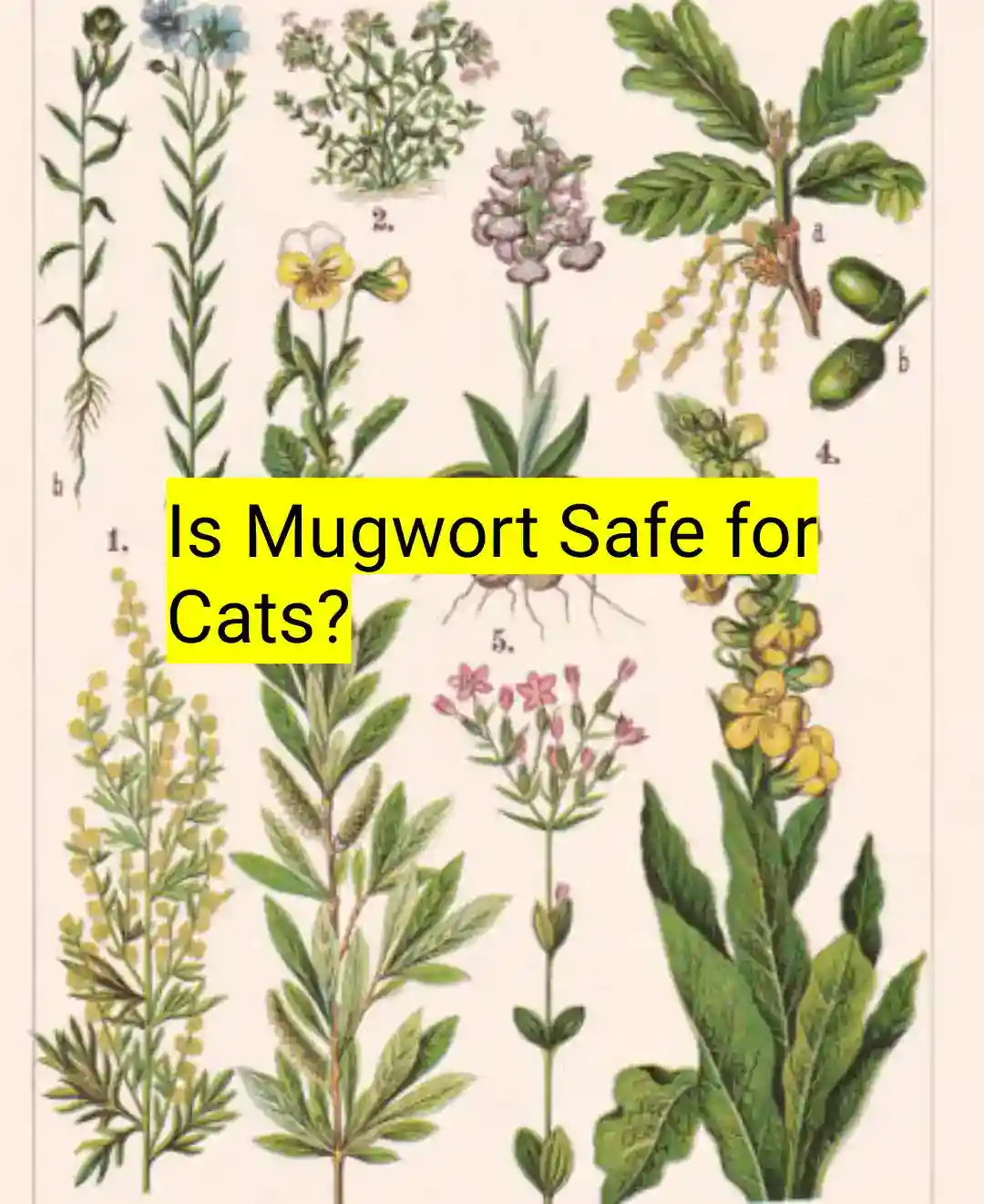 Is mugwort safe for cats?