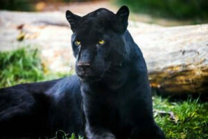 Black Jaguar Animal – Discover 4 Fun Facts About It - All About Cats