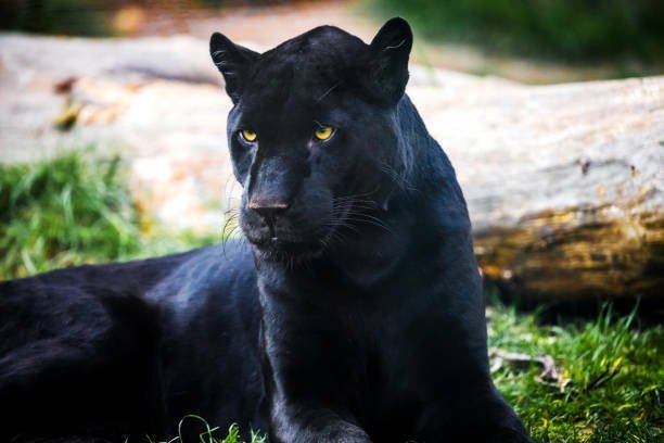 Black Jaguar Animal – Everything You Need to Know