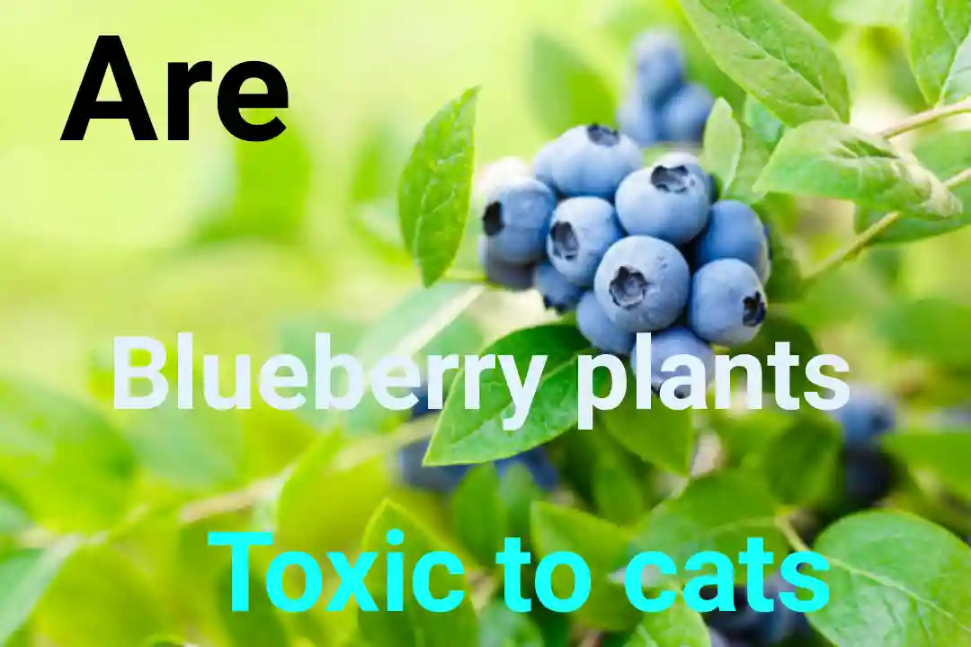 Are Blueberry Plants Toxic To Cats?