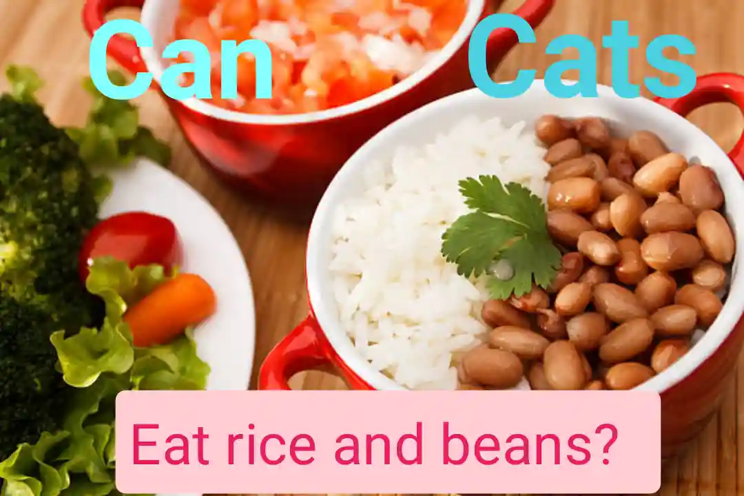 Can Cats Eat Rice And Beans?