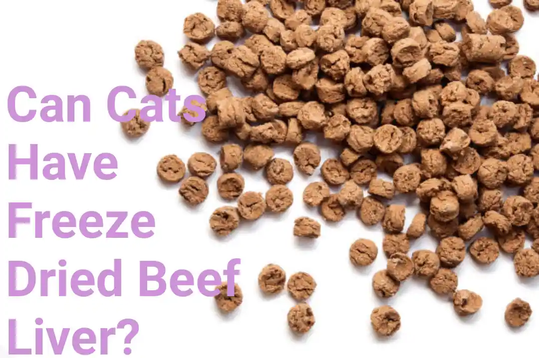 Can Cats Have Freeze Dried Beef Liver?
