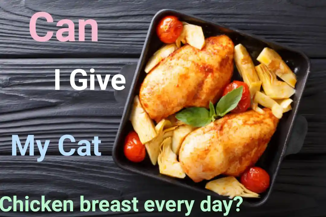 Can I Feed My Cat Chicken Breast Every Day?