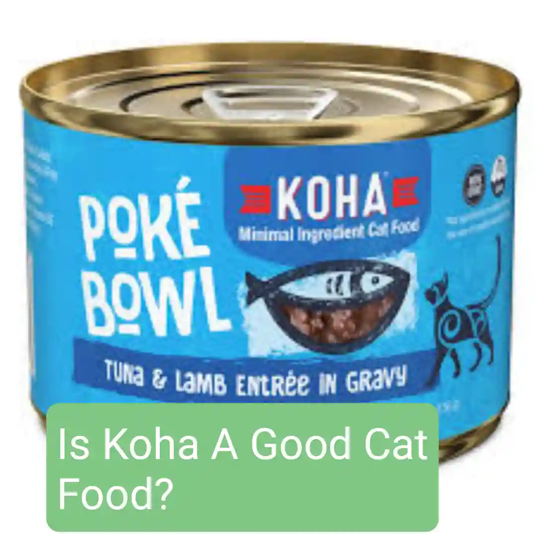 is koha a good cat food