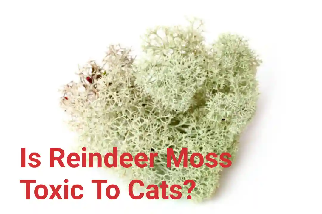 Is Reindeer Moss Toxic To Cats