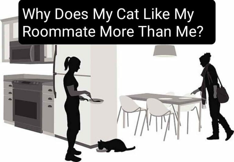 Why Does My Cat Like My Roommate More Than Me? 5 Behaviors You Should