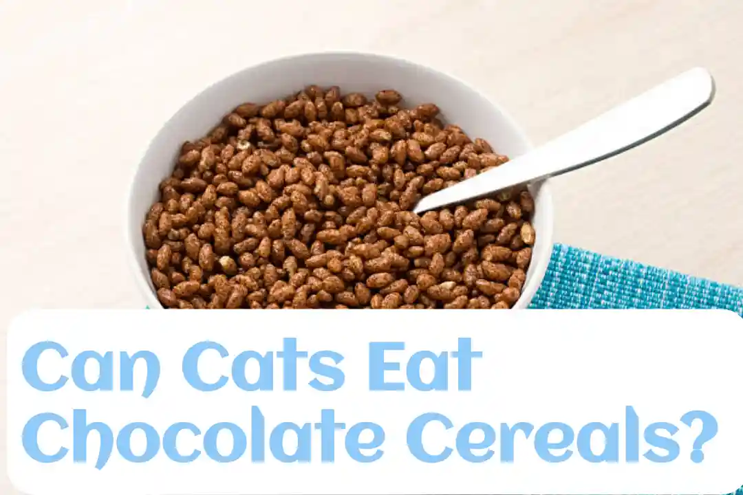 Can Cats Eat Chocolate Cereals?