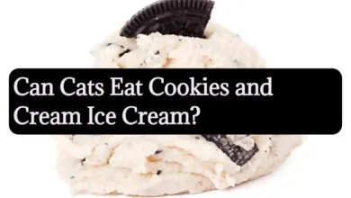 Can Cats Eat Cookies and Cream Ice Cream?