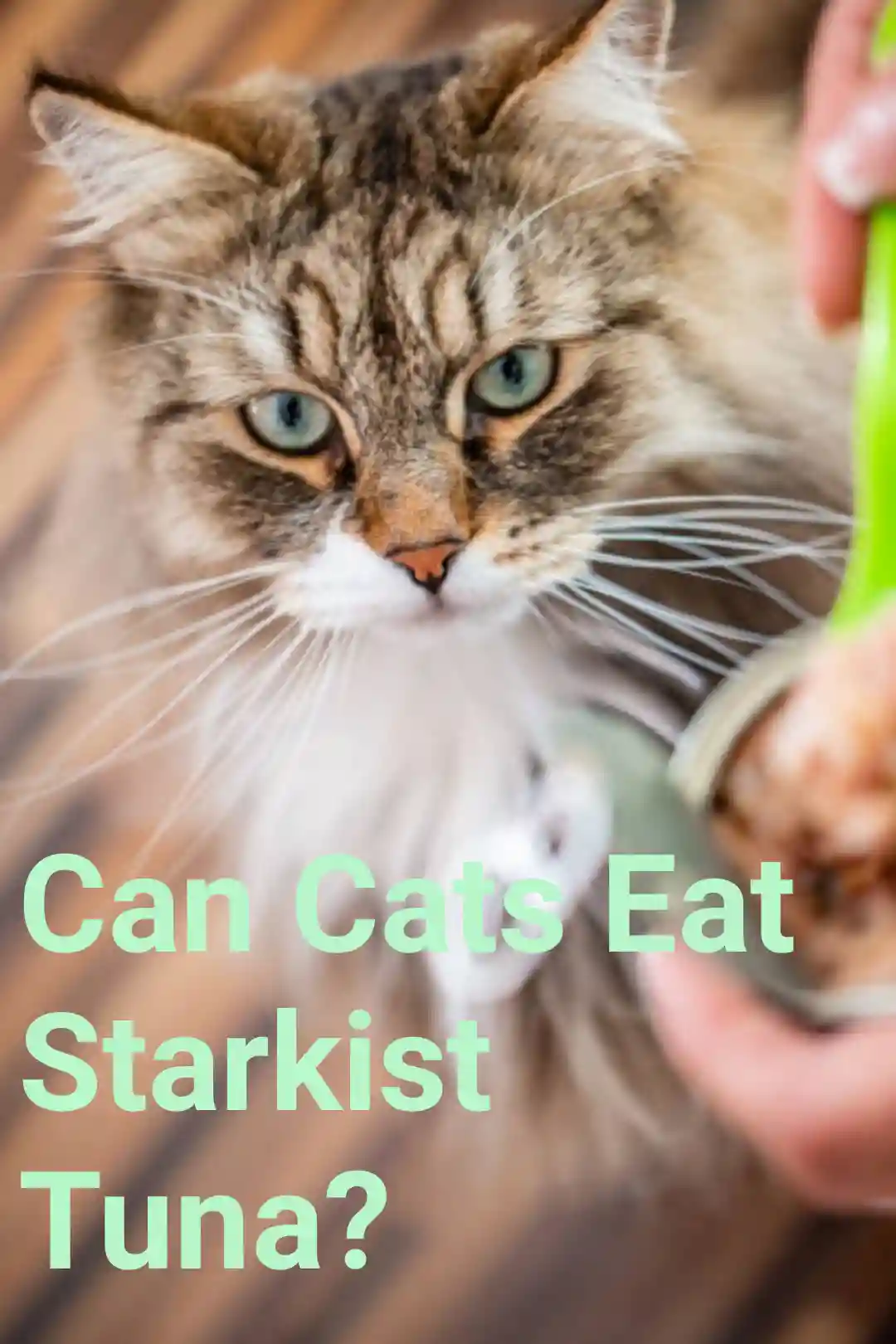 Can Cats Eat Starkist Tuna?