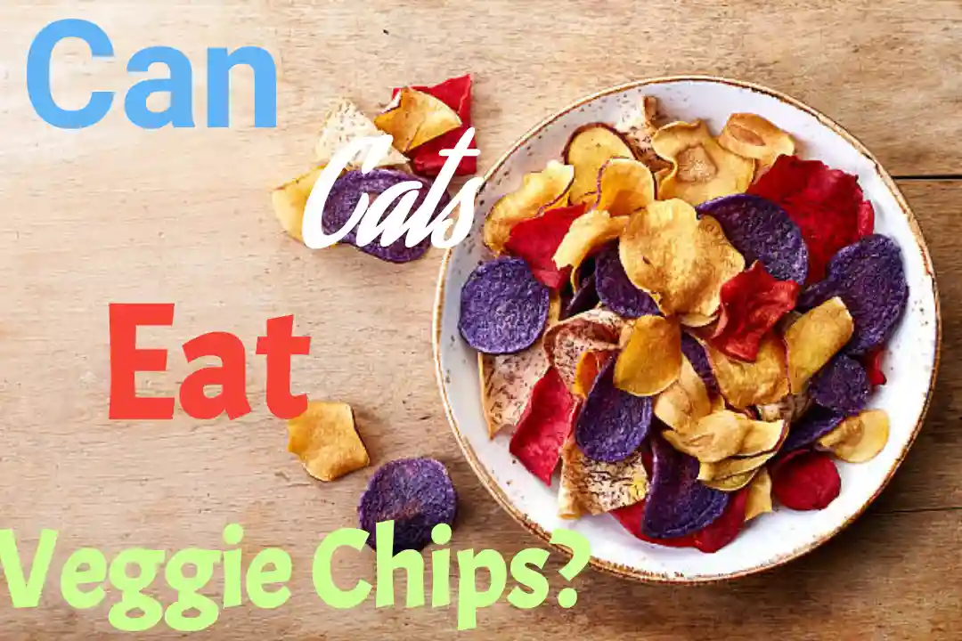 Can Cats Eat Veggie Chips?