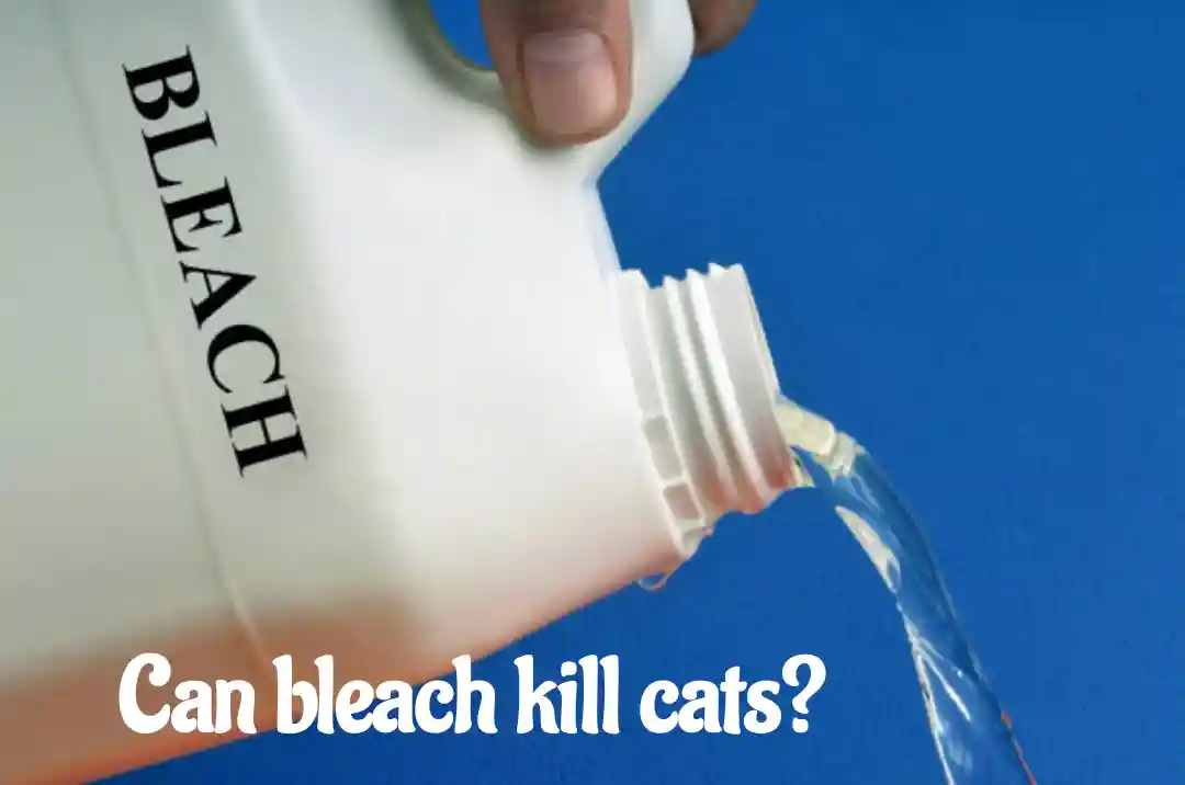 Can bleach kill cats?