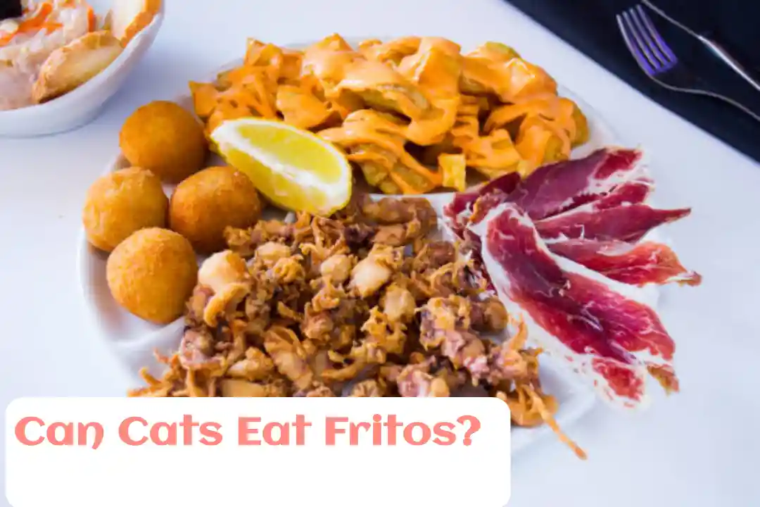 Can cats eat Fritos?