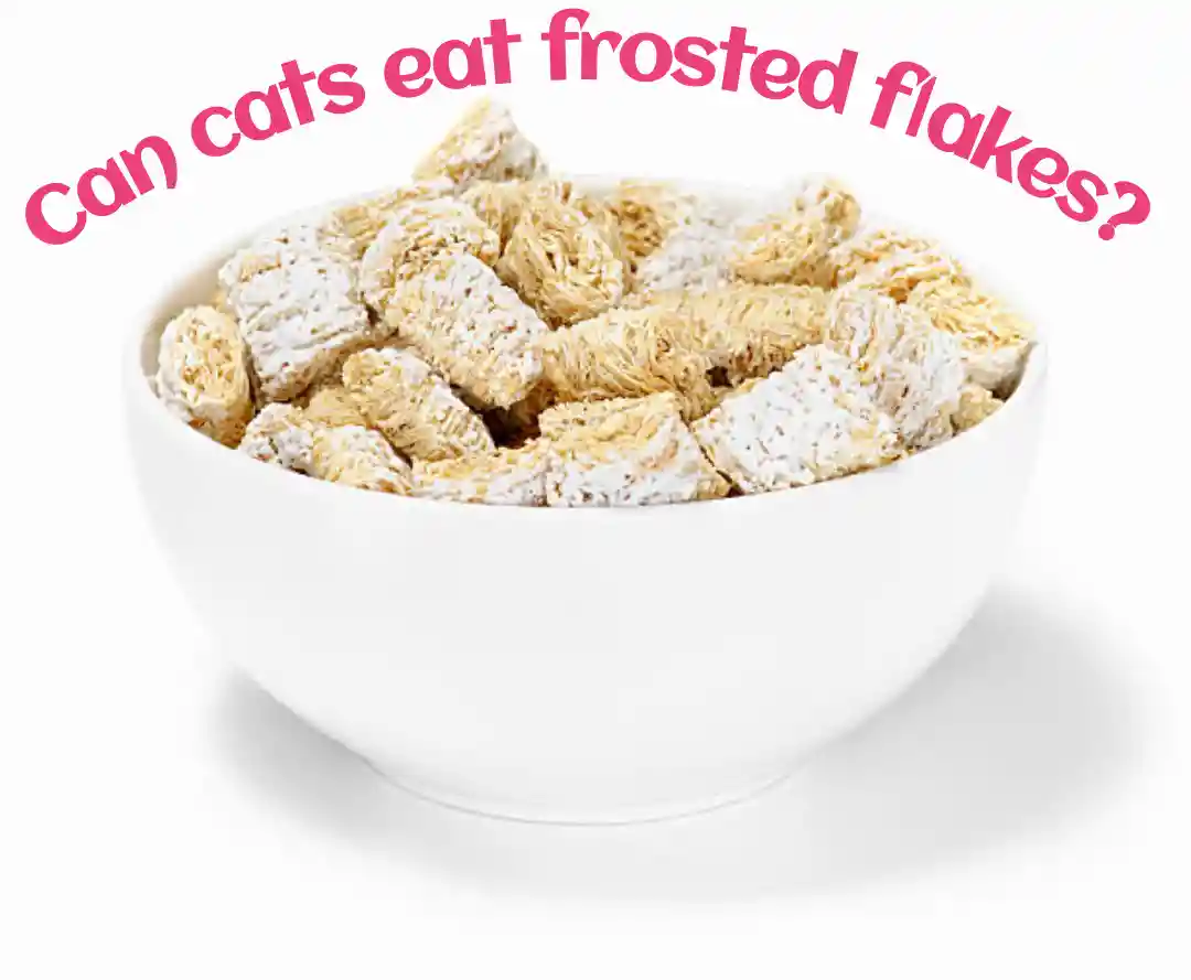 Can cats eat frosted flakes?