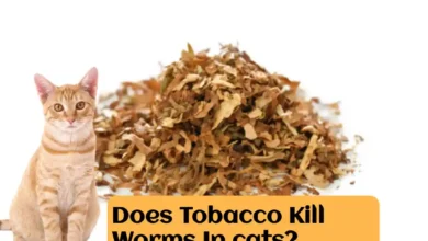 Does Tobacco Kill Worms In cats?