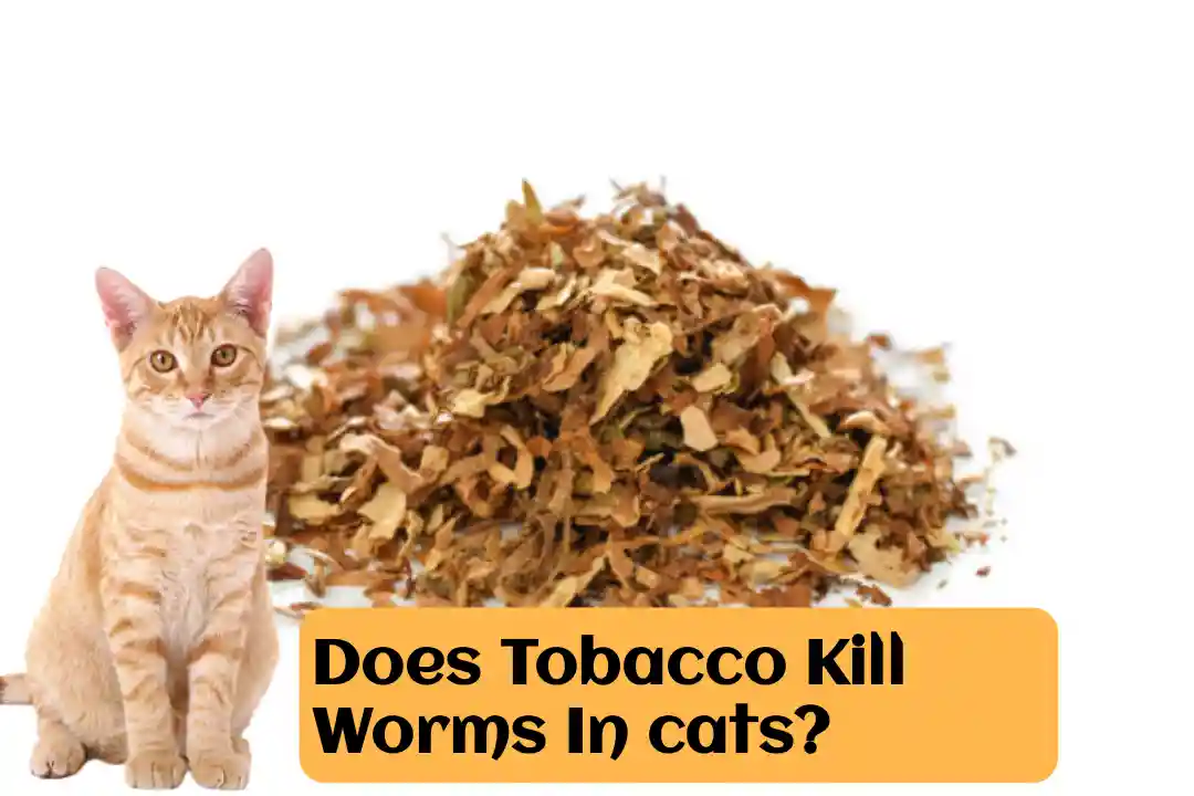 Does Tobacco Kill Worms In cats?