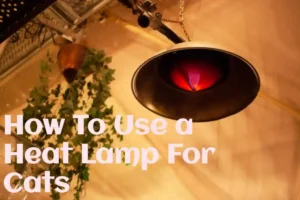 How To Use a Heat Lamp For Cats
