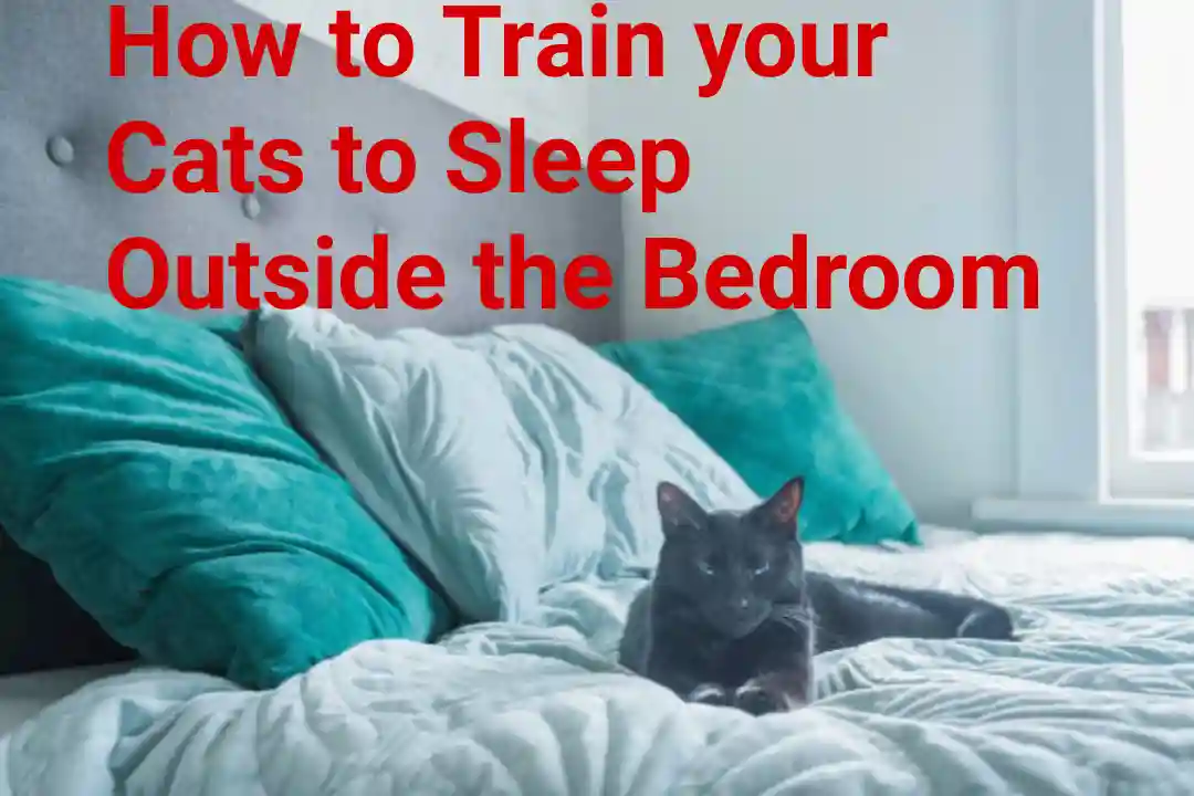 How to Train your Cats to Sleep Outside the Bedroom
