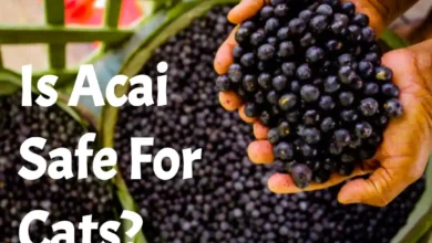 Is Acai Safe For Cats?