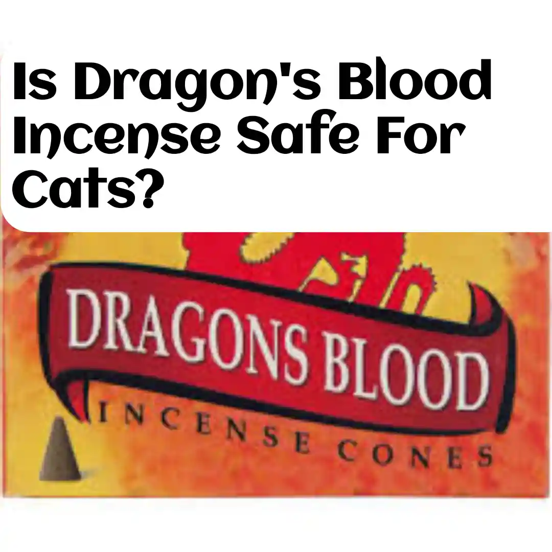 Is Dragon's Blood Incense Safe For Cats?