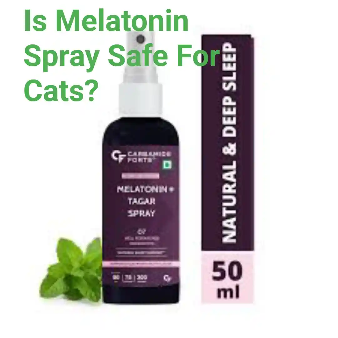 Is Melatonin Spray Safe For Cats? All You Need to know