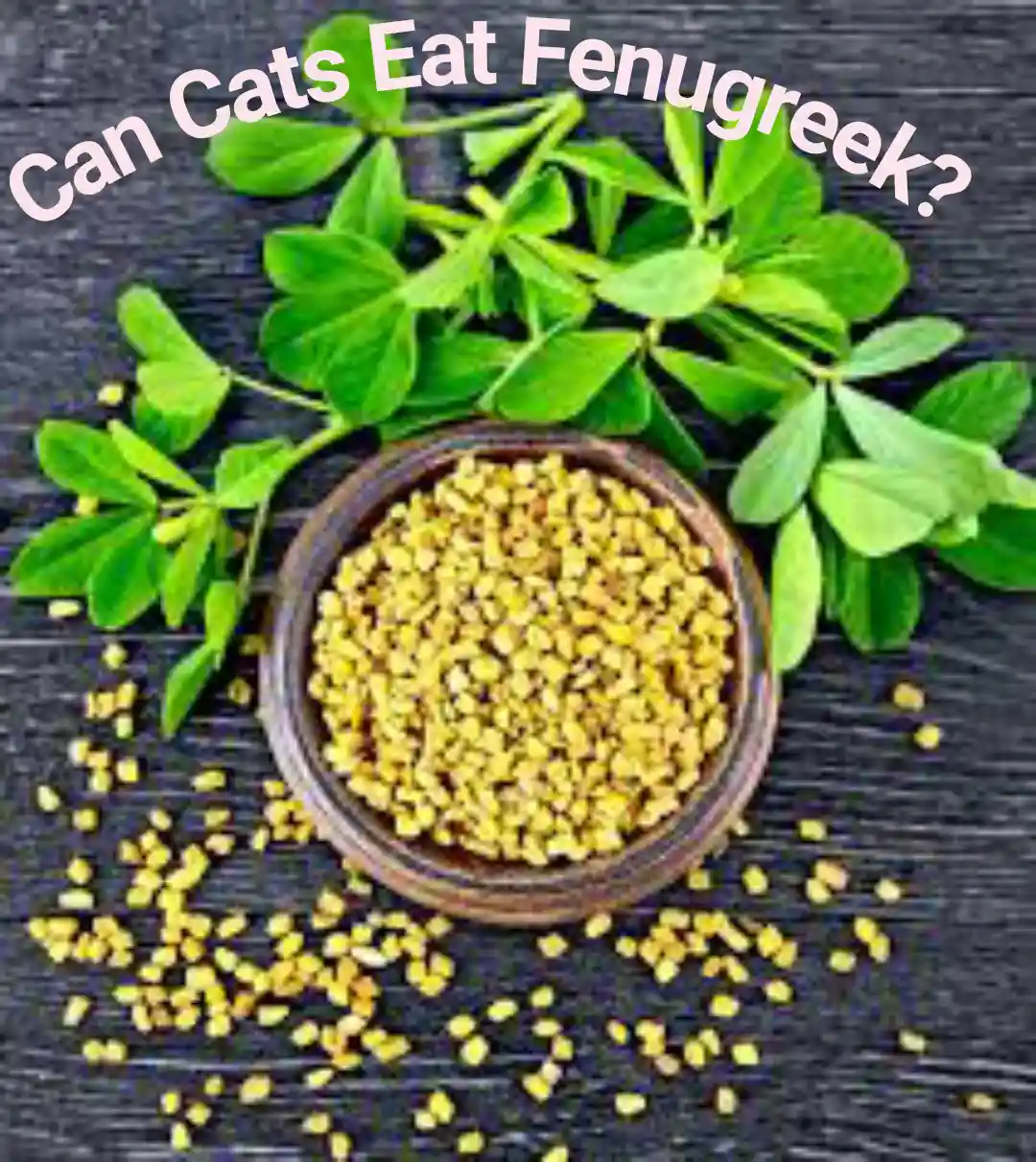 Can Cats Eat Fenugreek?