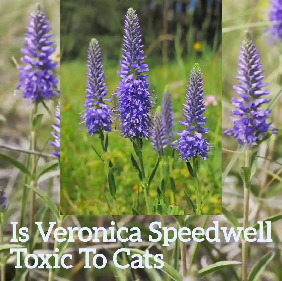 Is Veronica Speedwell Toxic To Cats