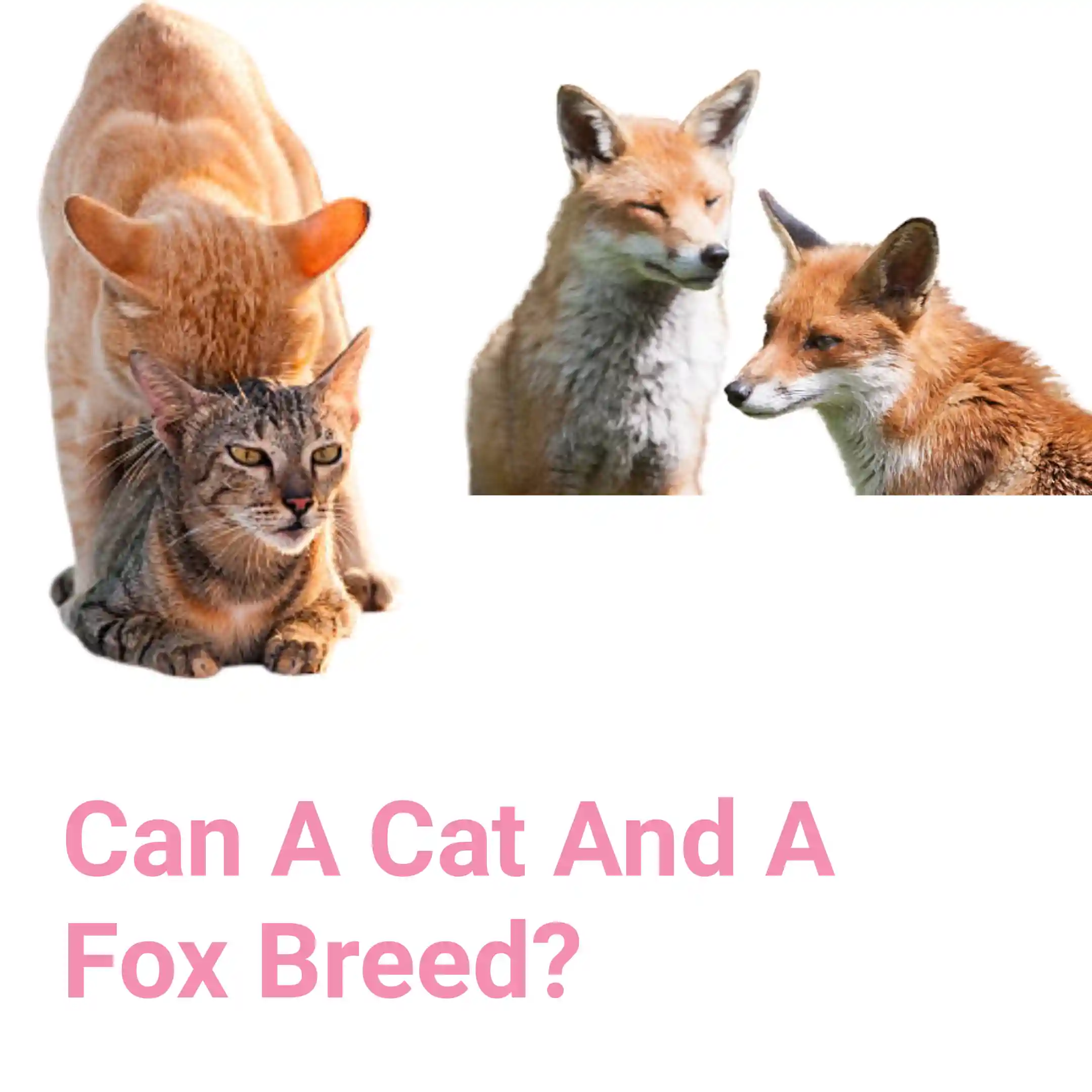 Can A Cat And A Fox Breed?