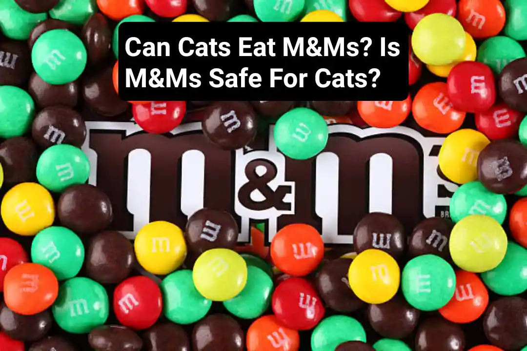 Can Cats Eat M&Ms?