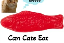 Can Cats Eat Swedish Fish?