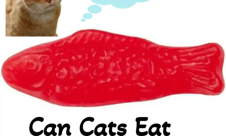 Can Cats Eat Swedish Fish?