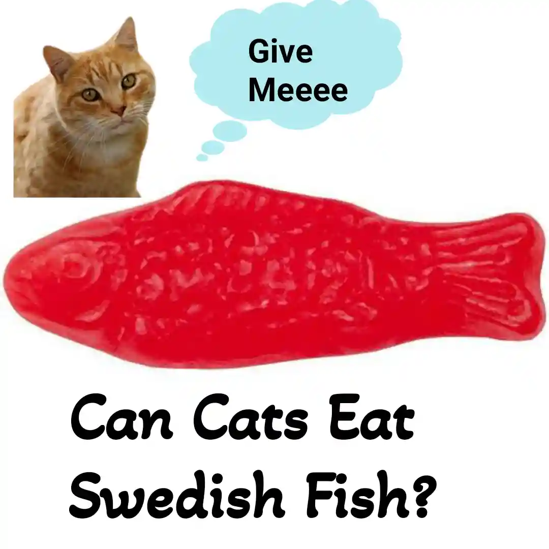 Can Cats Eat Swedish Fish?