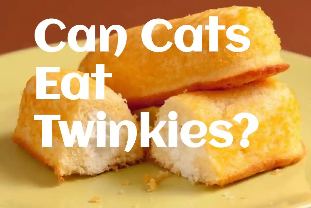 Can Cats Eat Twinkies?