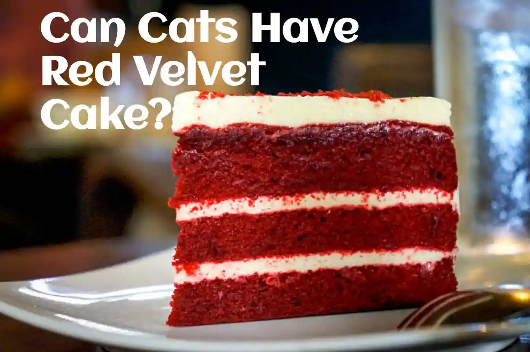 Can Cats Have Red Velvet Cake?