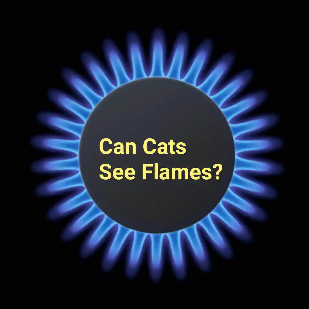 Can Cats See Flames?