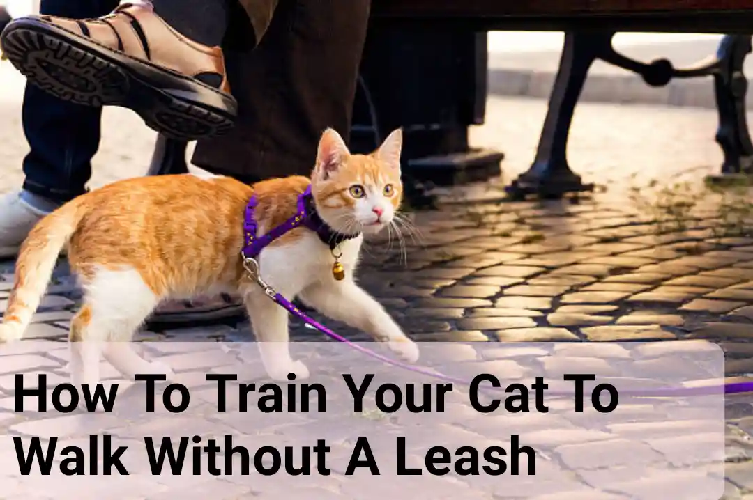 How To Train Your Cat To Walk Without A Leash