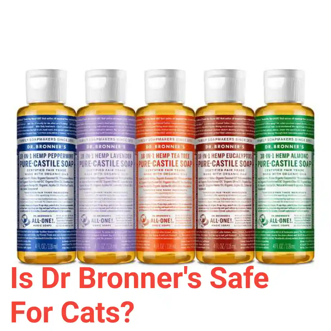 Is Dr Bronner's Safe For Cats?