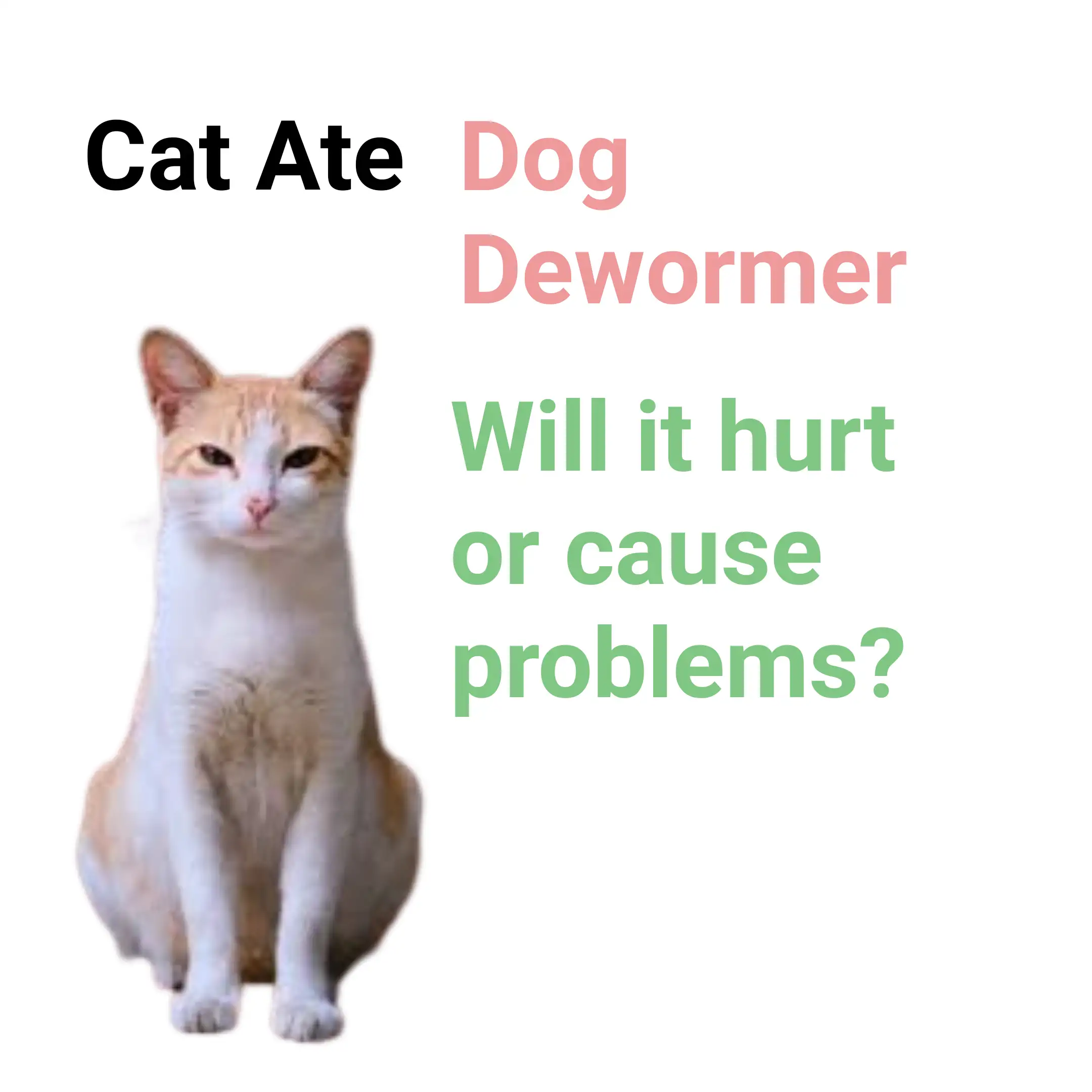 My Cat Ate Dog Dewormer