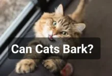 Can Cats Bark?