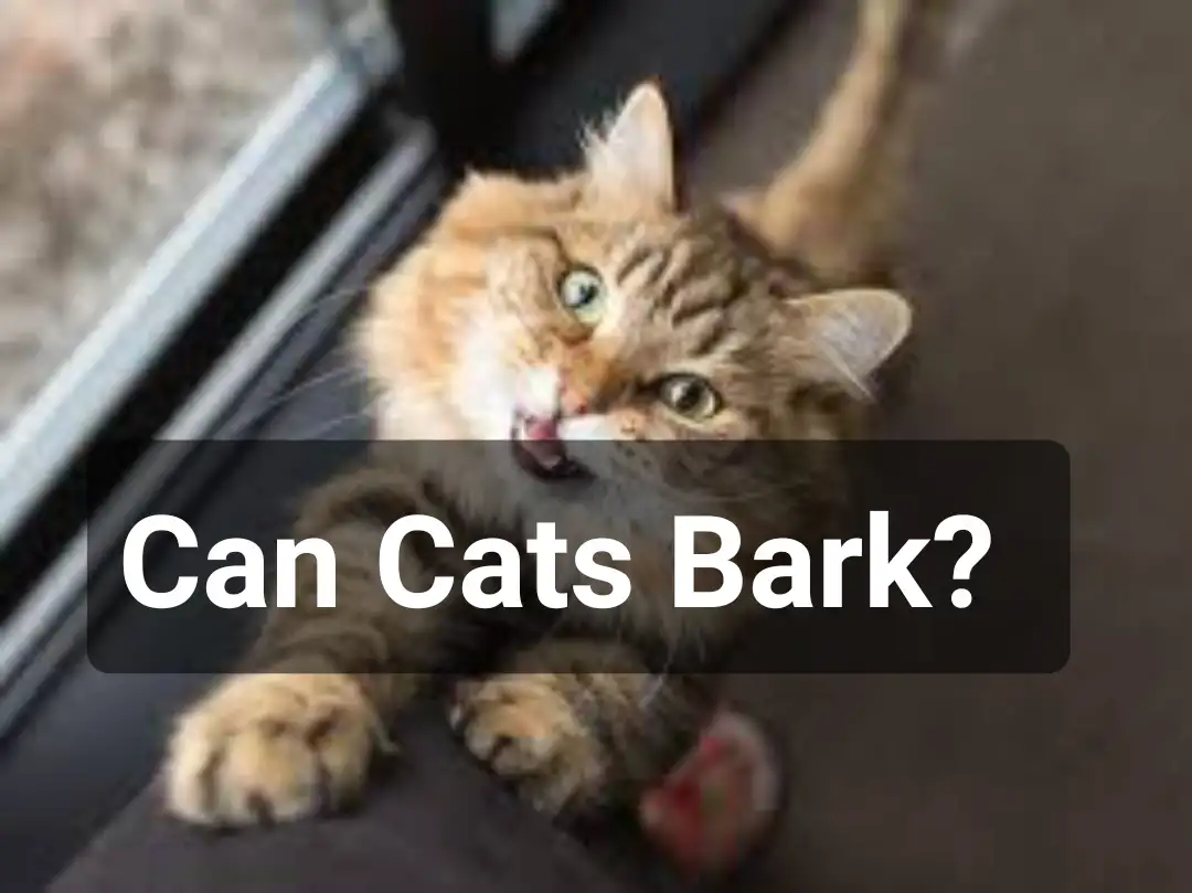 Can Cats Bark?