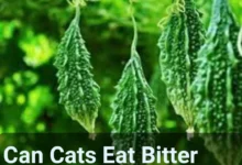 Can Cats Eat Bitter Gourd?