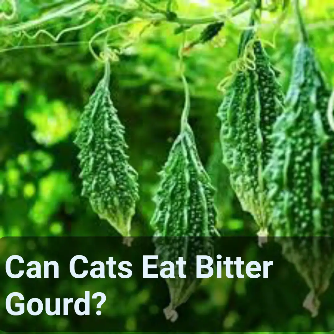 Can Cats Eat Bitter Gourd?