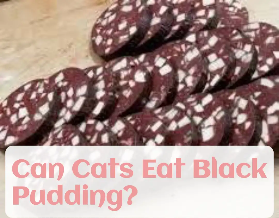 Can Cats Eat Black Pudding?